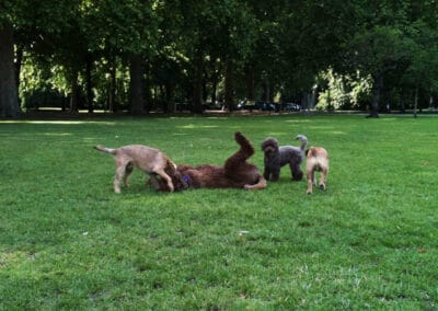 dog walker camberwell