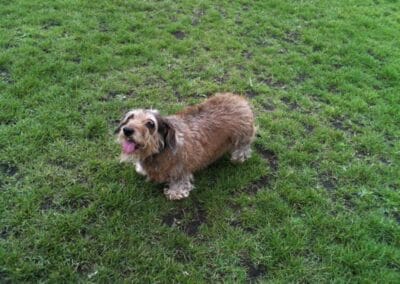 dog walker camberwell