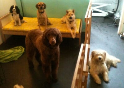 dog day care Camberwell