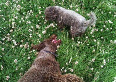 dog walker camberwell